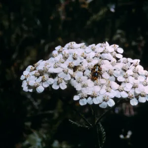 Achillea millefolium