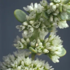Achyronychia cooperi