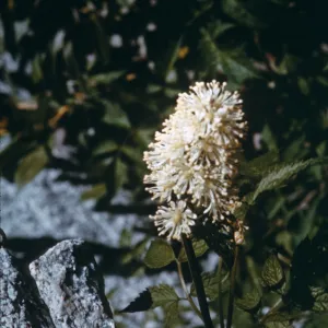 Actaea rubra ssp. arguta
