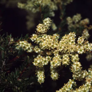 Adenostoma fasciculatum