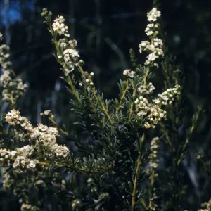 Adenostoma fasciculatum