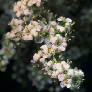 Adenostoma fasciculatum