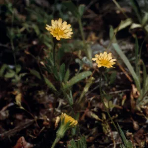 Agoseris glauca