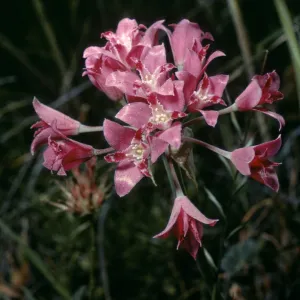 Allium crispum