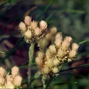 Antennaria alpina var. media
