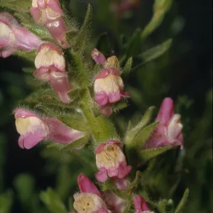 Antirrhinum multiflorum