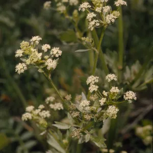 Apium graveolens