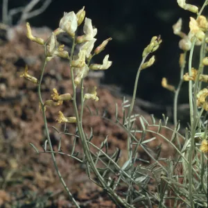 Astragalus pachypus