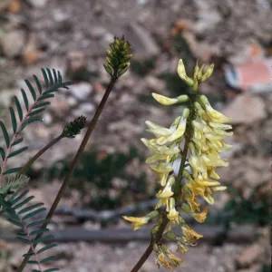 Astragalus trichopodus, in burn