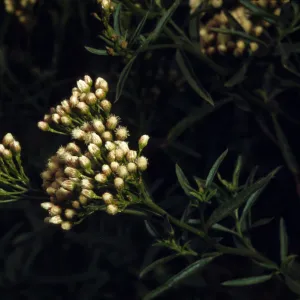 Baccharis douglasii