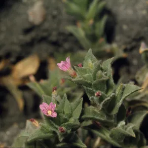 Boisduvalia glabella, in dried vernal pool