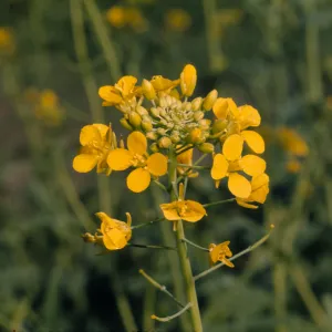 Brassica campestris