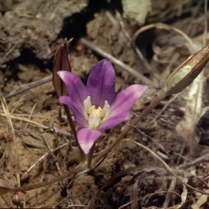 Brodiaea jolonensis