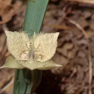 Calochortus coeruleus var. westonii