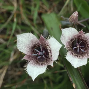 Calochortus tolmiei
