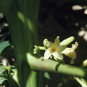 Carica 