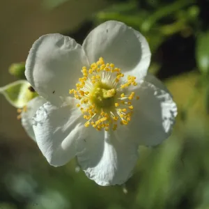 Carpenteria 