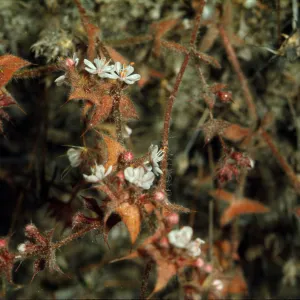 Chorizanthe californica