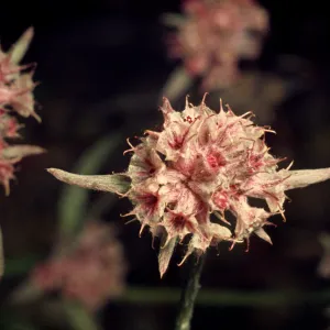 Chorizanthe membranacea