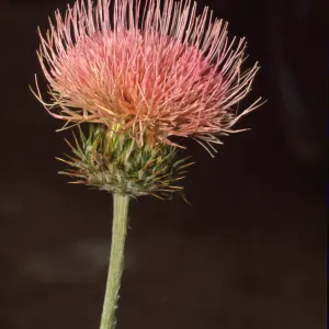 Cirsium californicum