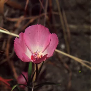 Clarkia cylindrica