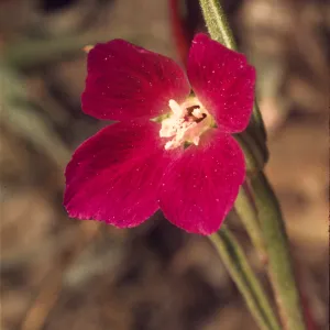 Clarkia purpurea ssp. quadrivulnera