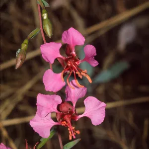 Clarkia rhomboidea