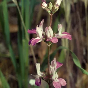 Collinsia childii