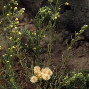 Conyza bonariensis