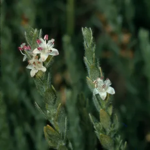 Cressa truxillensis var. vallicola
