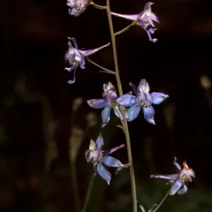 Delphinium patens