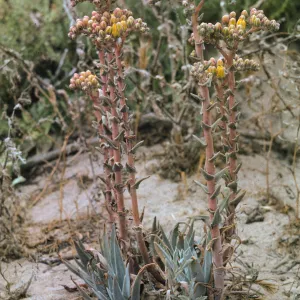 Dudleya caespitosa