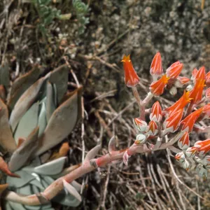 Dudleya cymosa (laxa)