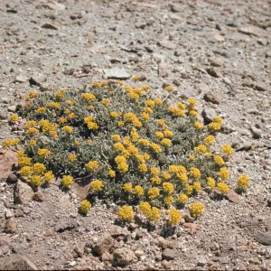 Eriogonum marifolium var. incanum