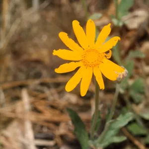 Eriophyllum lanatum var. obovatum