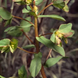 Euphorbia spathulata