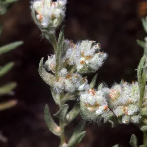 Filago californica, in burn