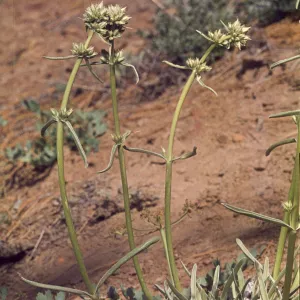Frasera neglecta