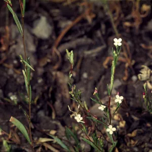 Gayophytum diffusum
