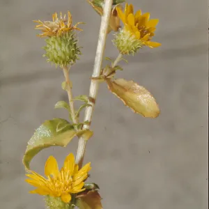 Grindelia camporum