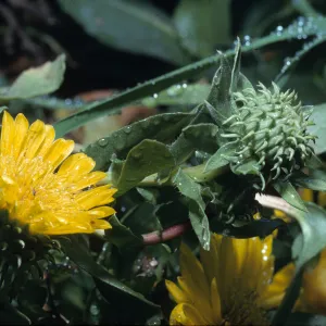 Grindelia latifolia