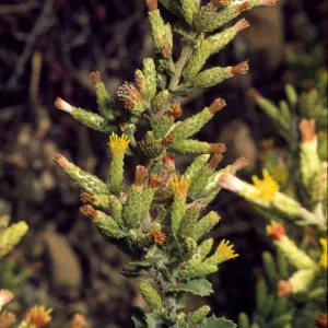 Hazardia squarrosa