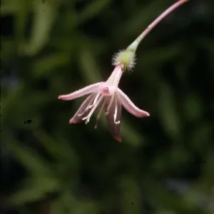 Kelloggia galioides