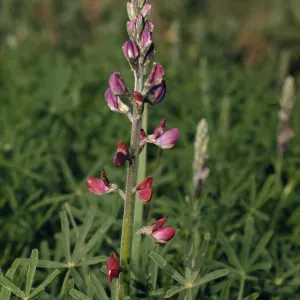 Lupinus truncatus