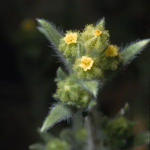 Madia exigua