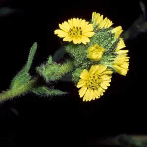 Madia sativa