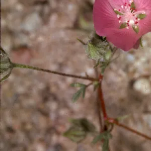 Malvastrum parryi