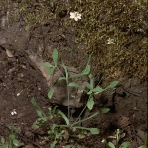 Meconella oregana var. denticulata