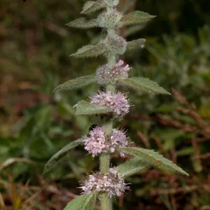 Mentha arvensis