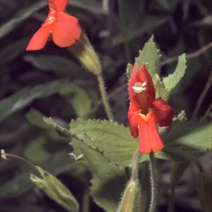 Mimulus cardinalis